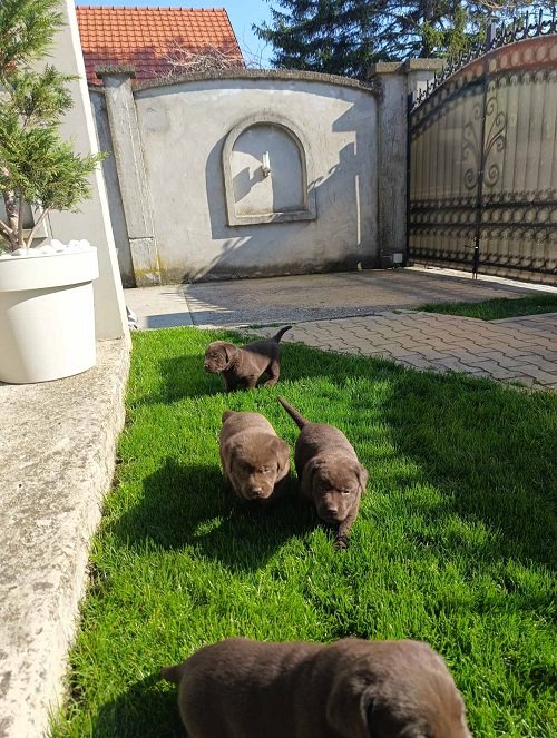Štenci čokoladnog labradora
