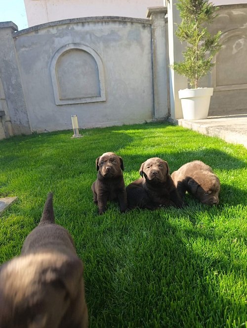Štenci čokoladnog labradora