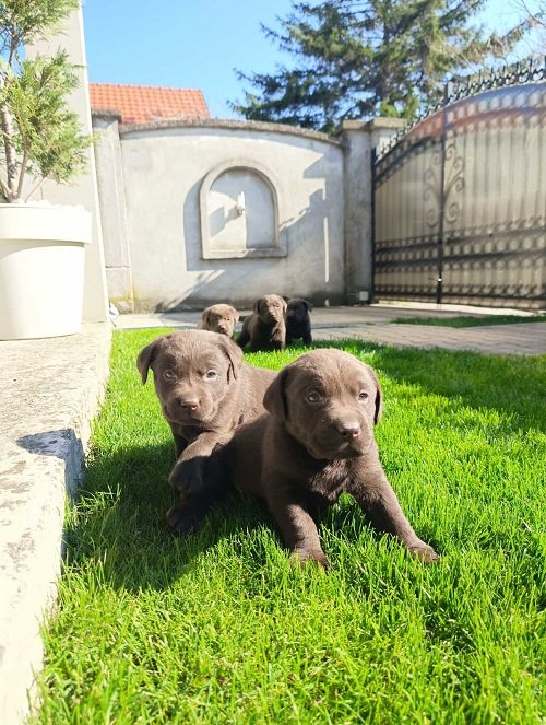 Štenci čokoladnog labradora