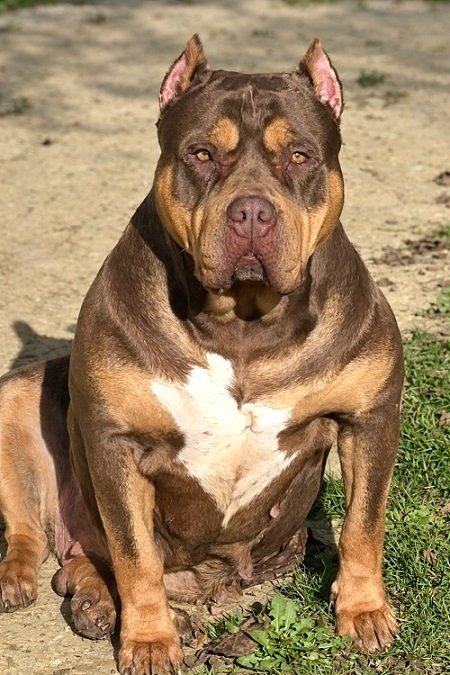American bully XL / XXL