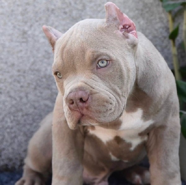 American bully XL / XXL