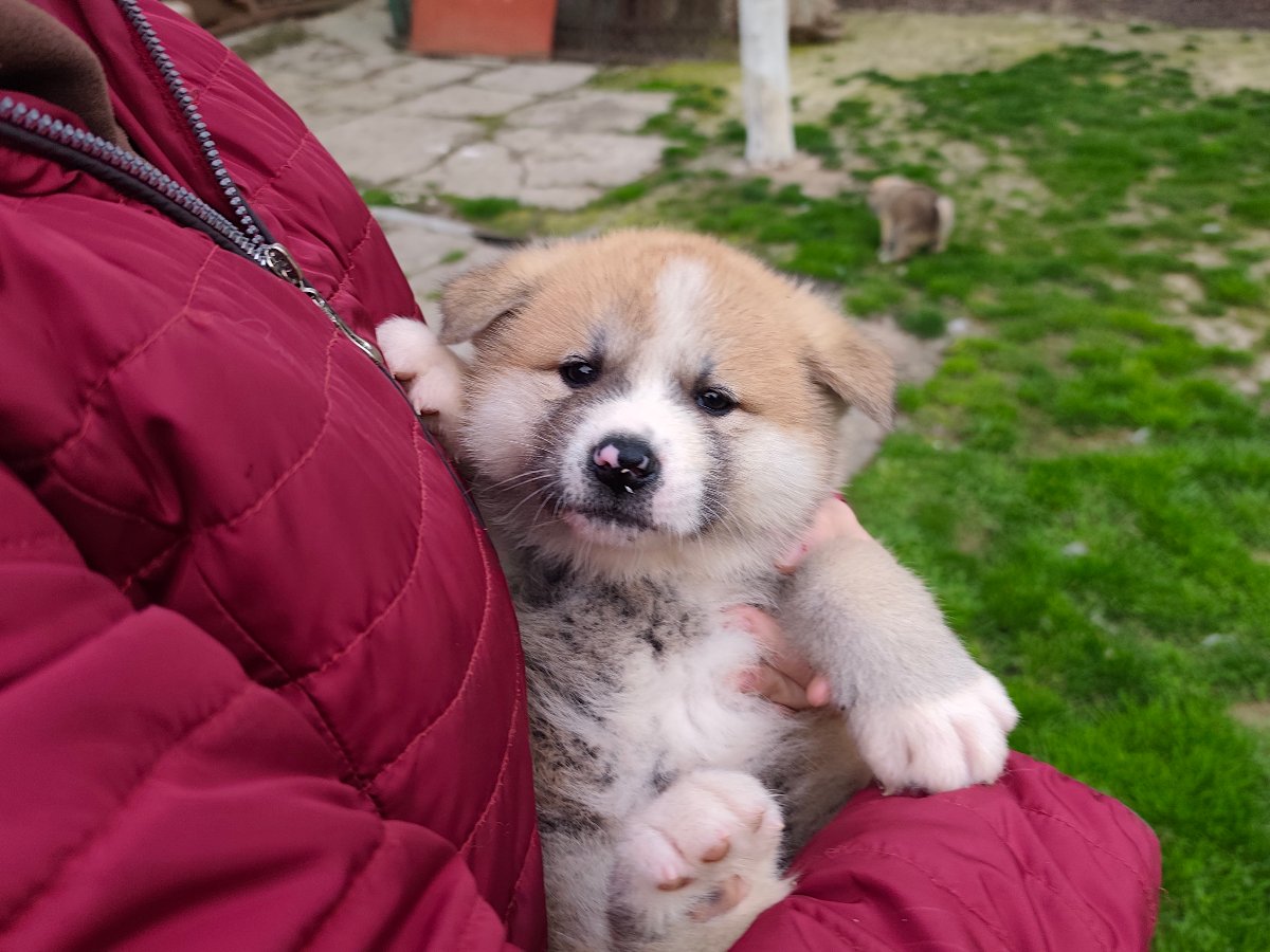 Japanska Akita (Akita Inu) stenci