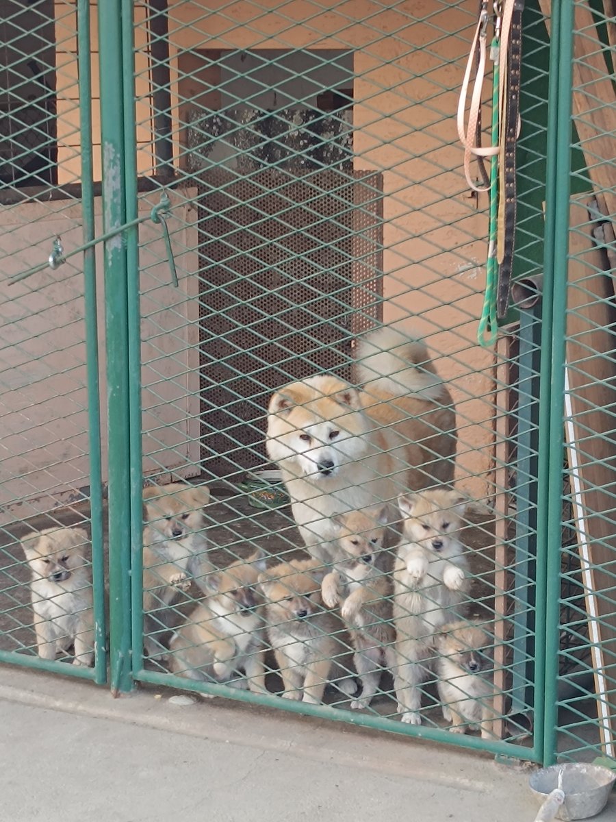 Japanska Akita (Akita Inu) stenci