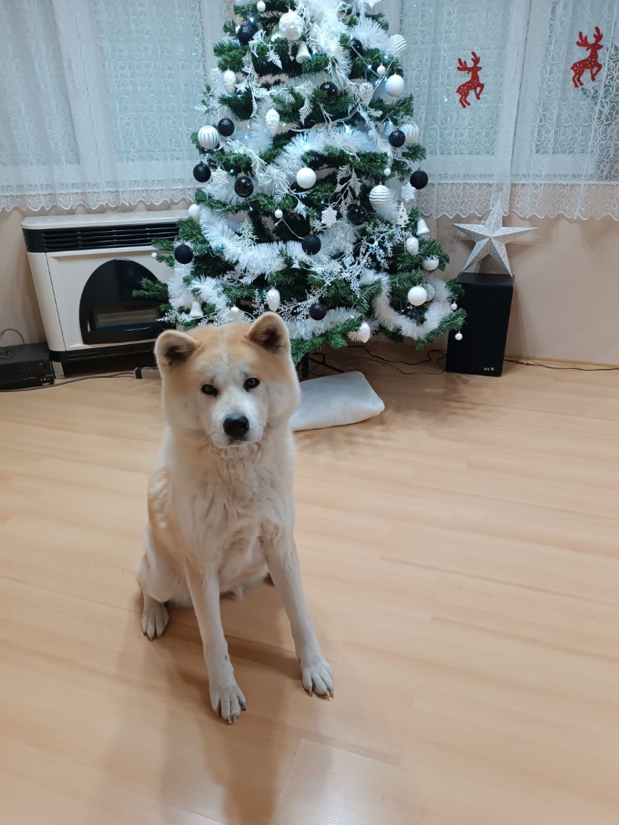 Japanska Akita (Akita Inu) stenci