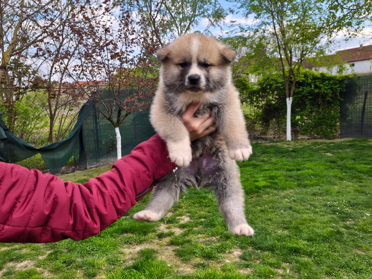 Japanska Akita (Akita Inu) stenci