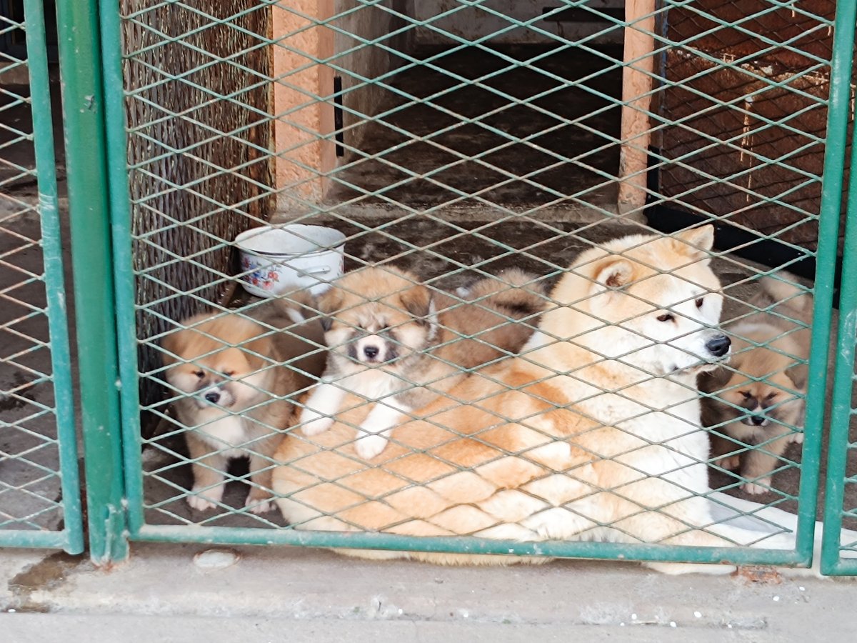 Japanska Akita (Akita Inu) stenci