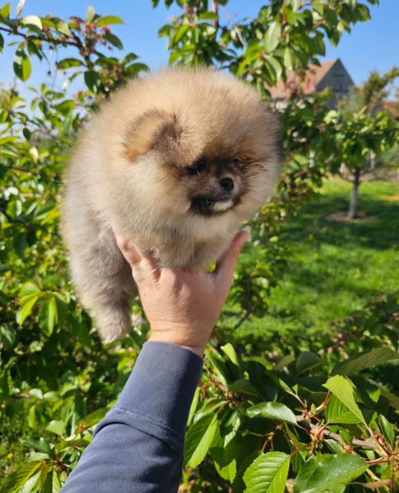 Najlepsi Pomeranci Boo samo u Pom_Hash_Starsu