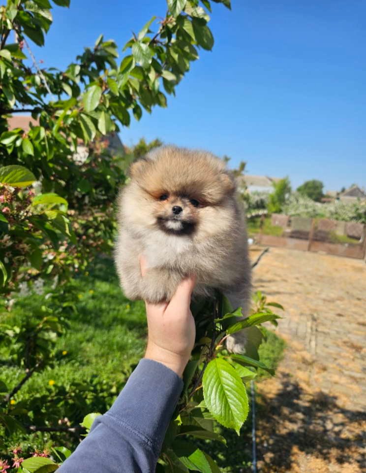 Najlepsi Pomeranci Boo samo u Pom_Hash_Starsu