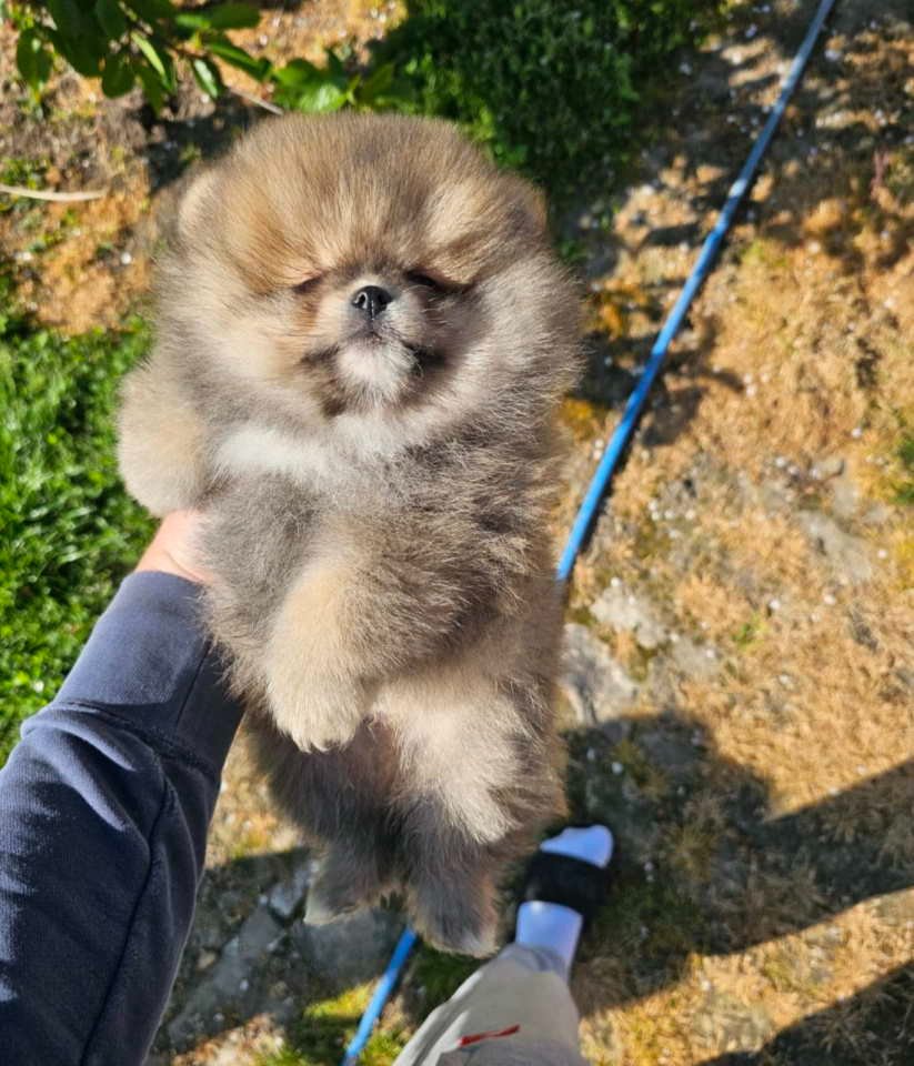Najlepsi Pomeranci Boo samo u Pom_Hash_Starsu