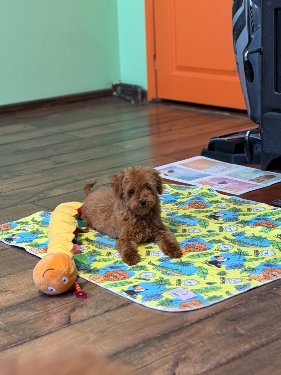Toy pudla