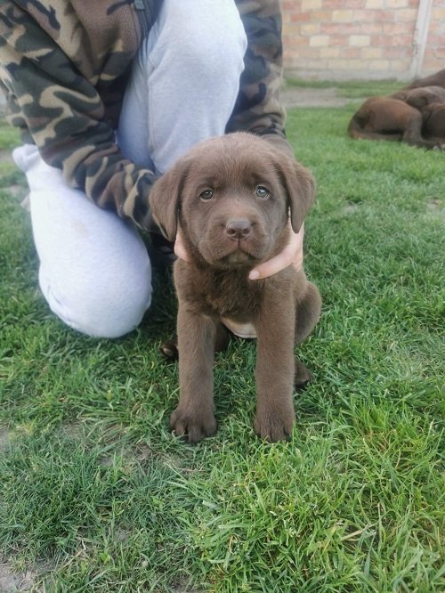 Čokoladni labrador