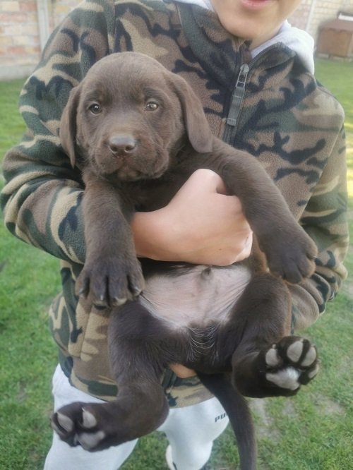 Čokoladni labrador