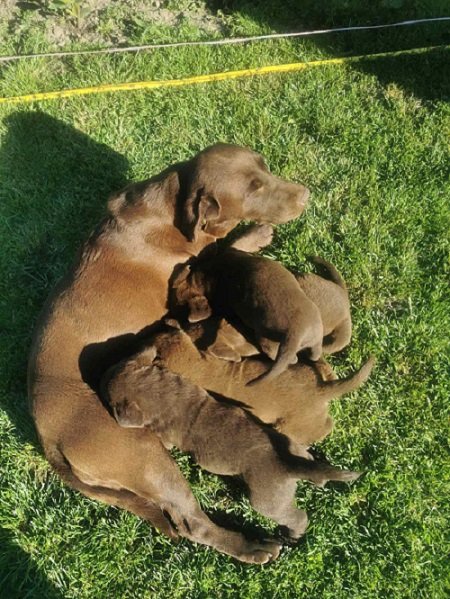 Čokoladni labrador