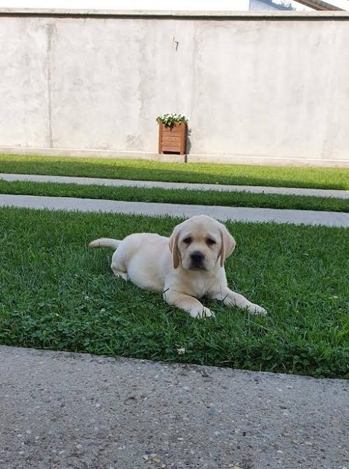 LABRADOR stenci