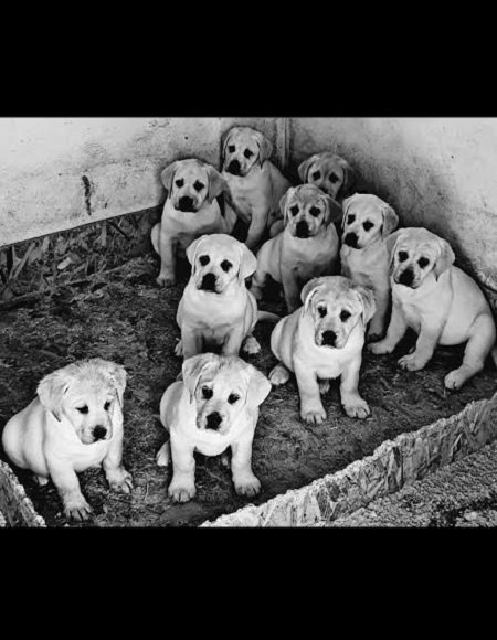 LABRADOR stenci