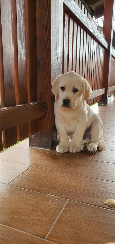 LABRADOR stenci
