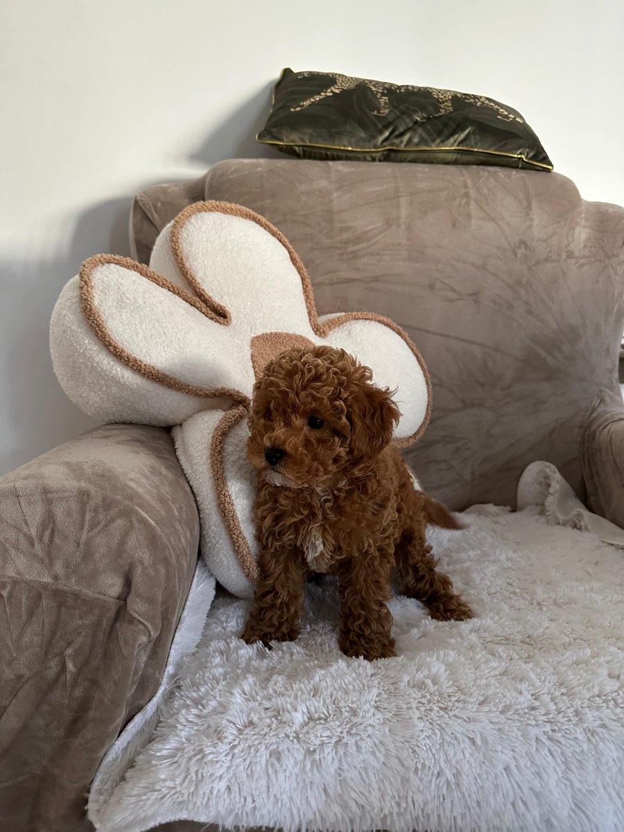 Crvena toy pudla