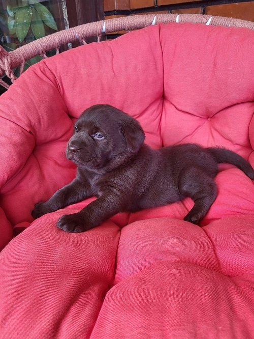 Braon Labrador štenci