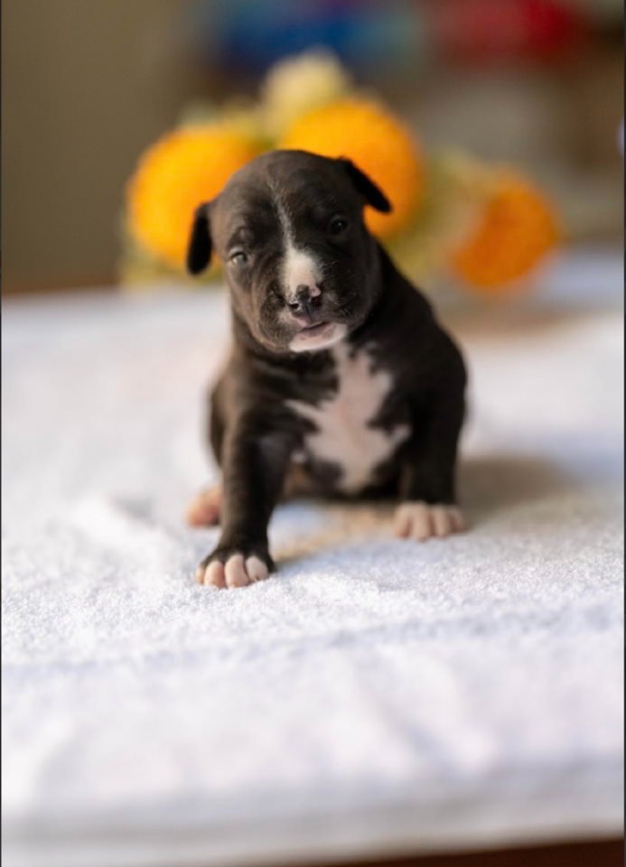 American pitbull terier