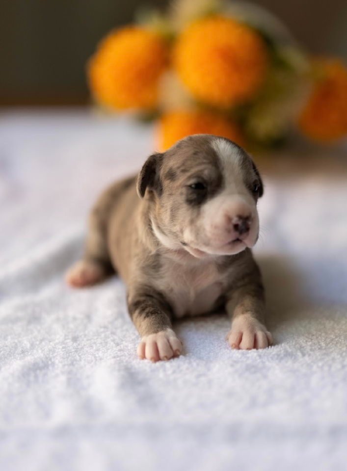 American pitbull terier