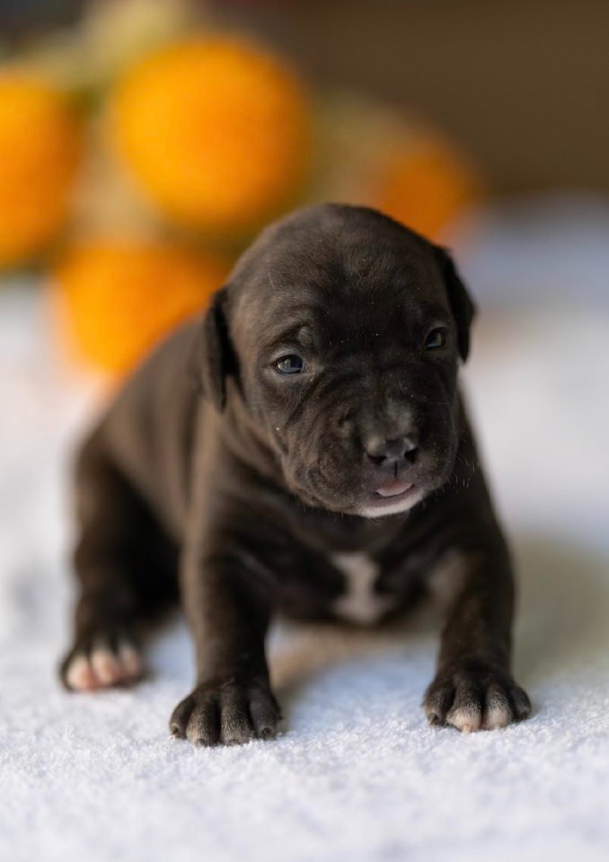 American pitbull terier