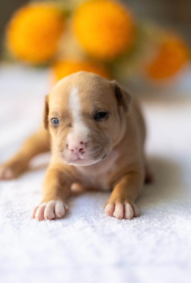 American pitbull terier