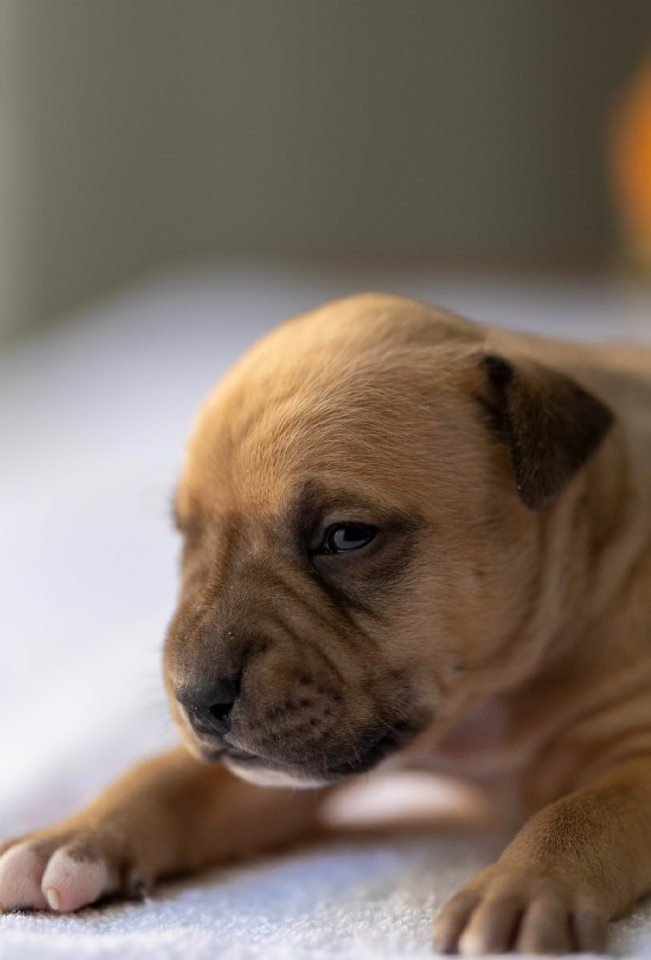 American pitbull terier