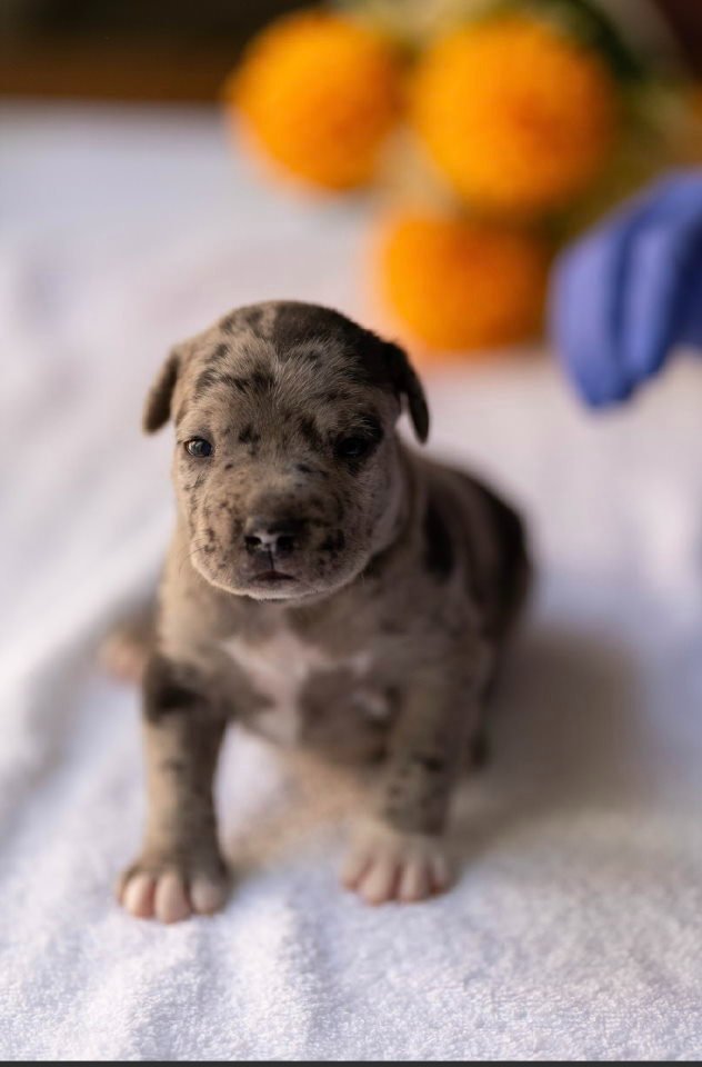 American pitbull terier