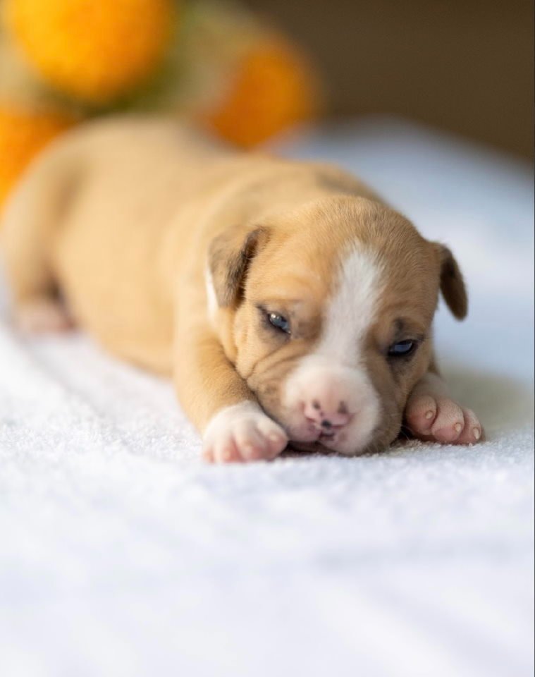 American pitbull terier