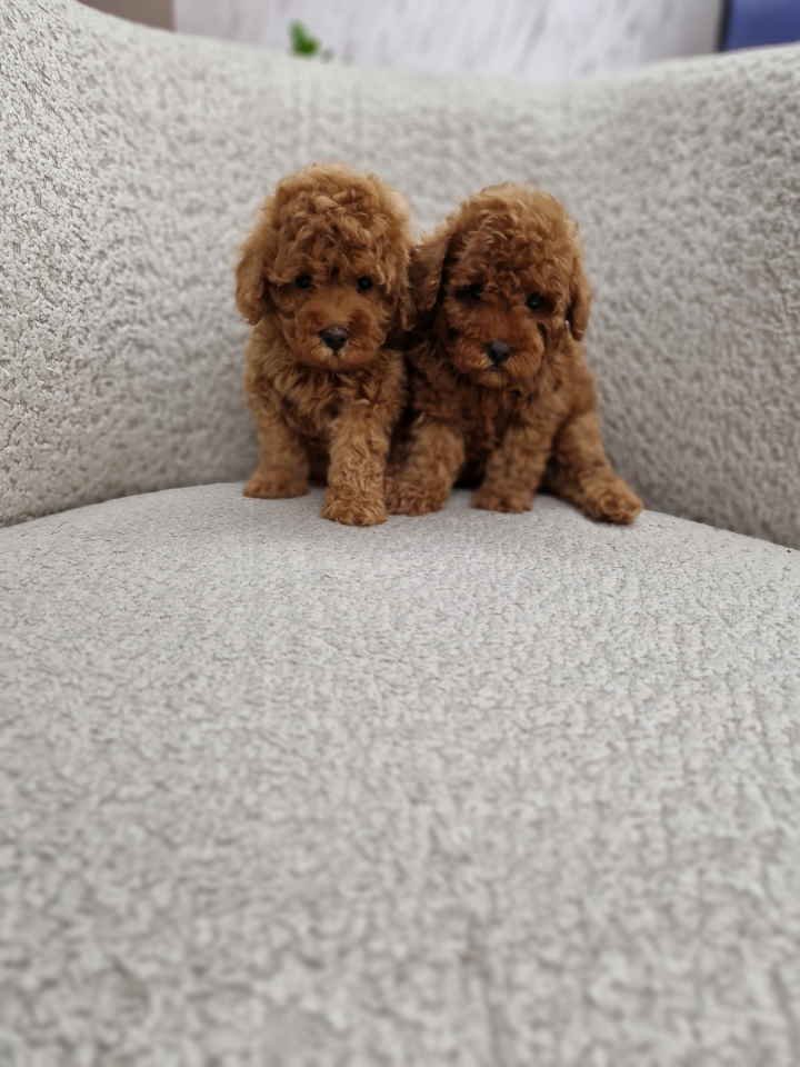 Predivni stenci toy pudle spremni za preuzimanje