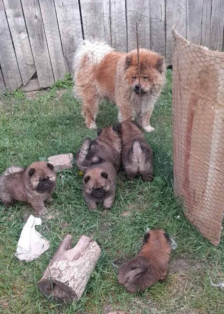 Chow Chow štenci