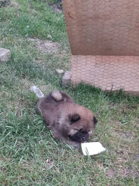 Chow Chow štenci