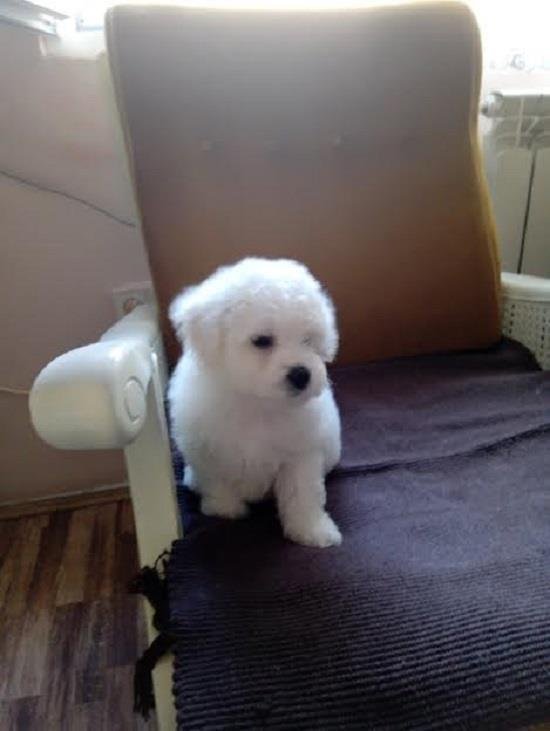 Kovrdžavi bišon