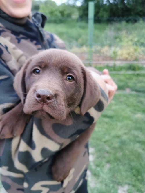 Čokoladni labrador