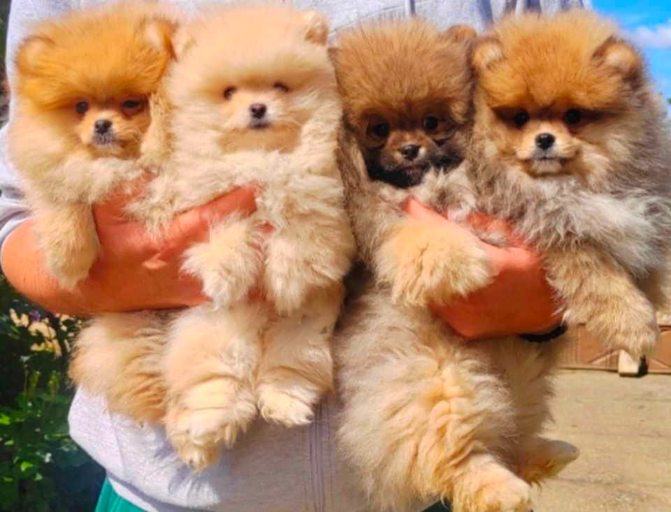 Najlepsi Pomeranci Boo