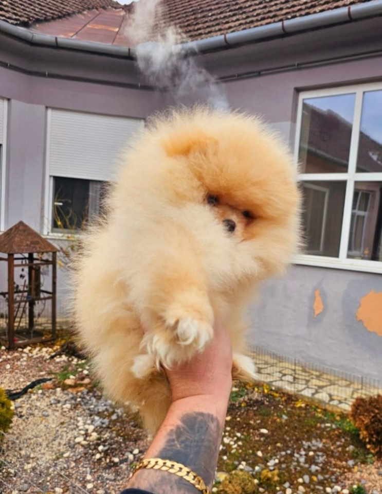 Najlepsi Pomeranci Boo