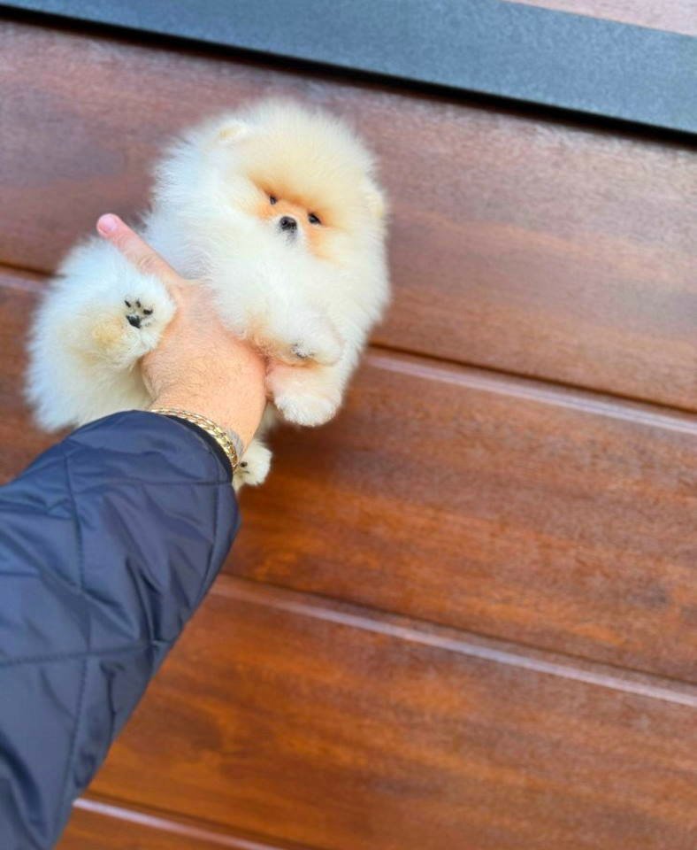Najlepsi Pomeranci Boo