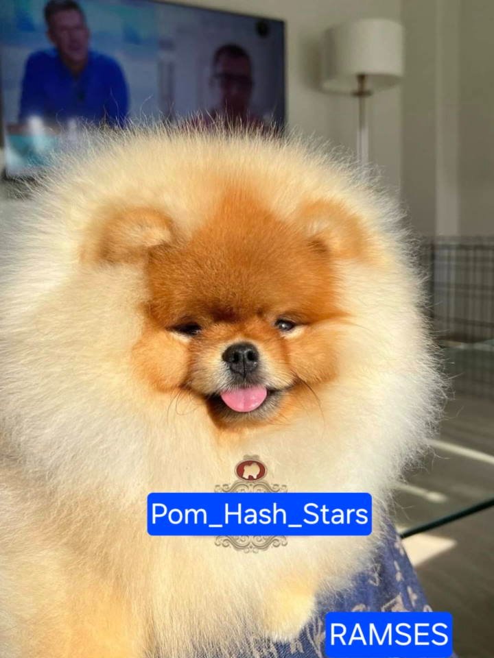 Najlepsi Pomeranci Boo