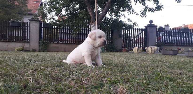 Stenci LABRADOR retrivera