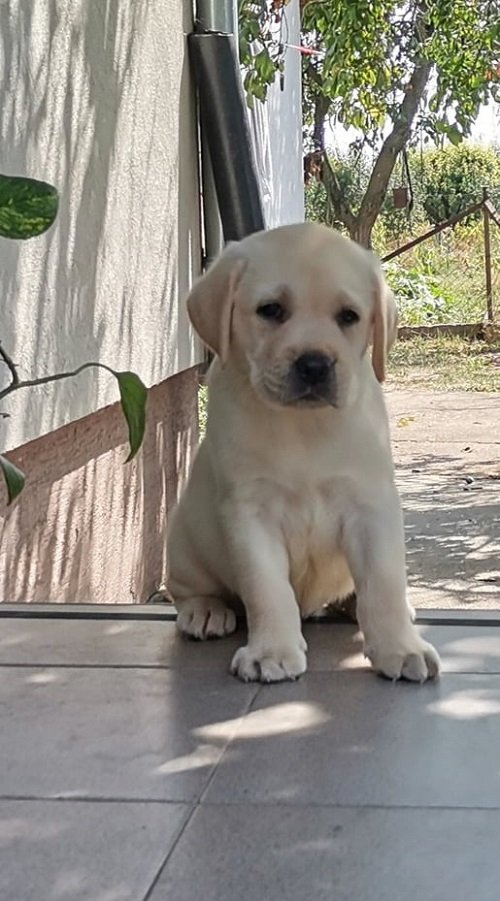 Stenci LABRADOR retrivera