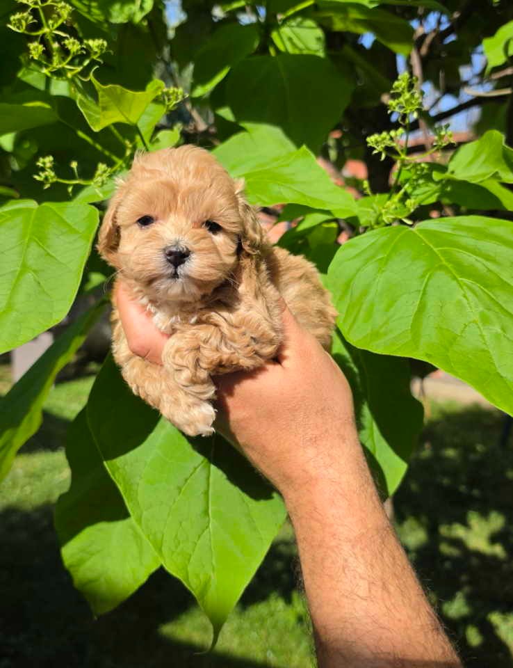 Savrseni maltipoo bebani spremni su za preuzimanje