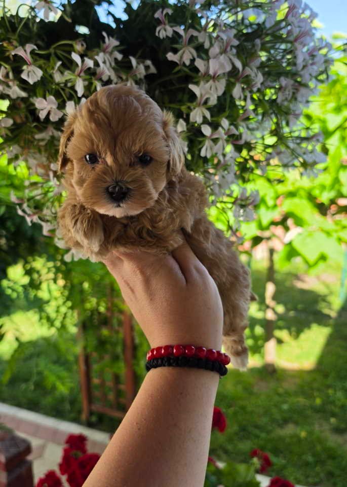 Savrseni maltipoo bebani spremni su za preuzimanje