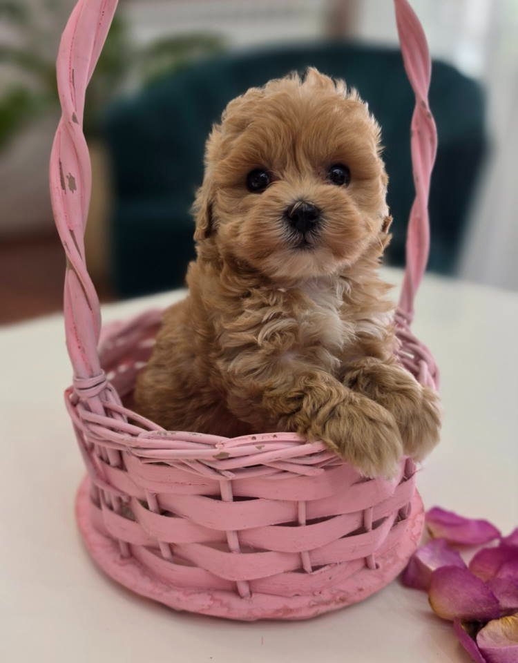 Preslatki maleni MALTIPOO stenci