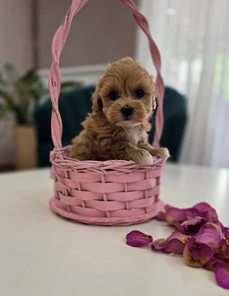 Preslatki maleni MALTIPOO stenci