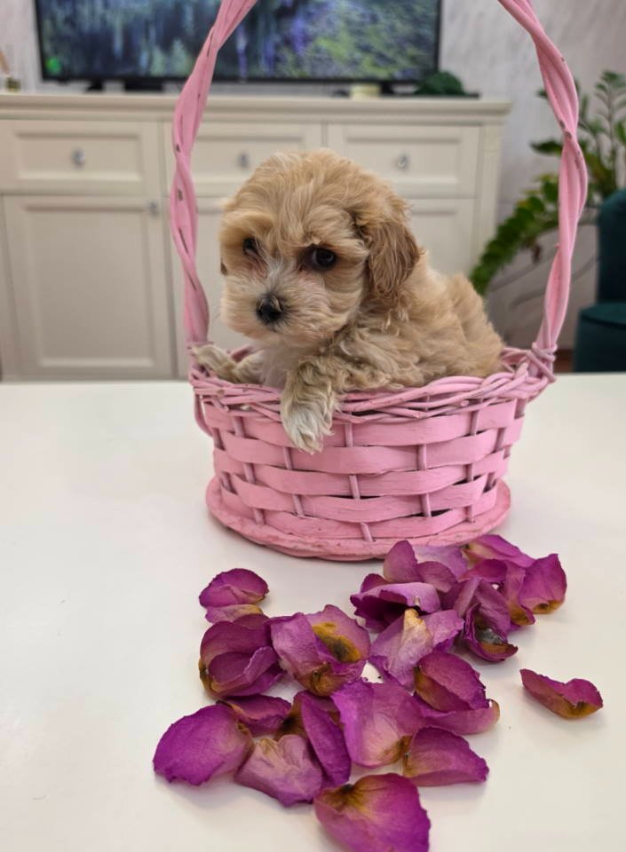 Preslatki maleni MALTIPOO stenci