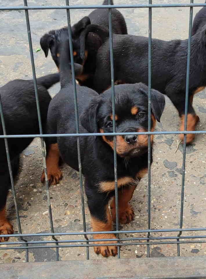 Prelepa štenad Rotvajlera, 2 meseca starosti