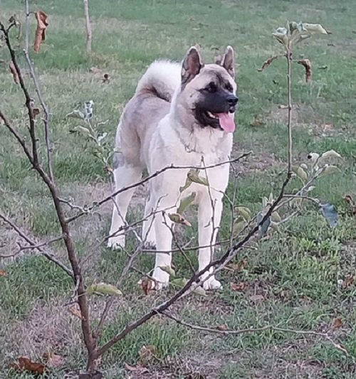Američka akita, parenje