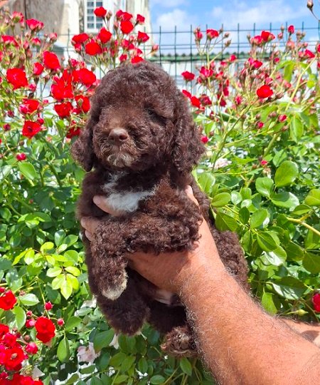 Lagoto Romanjolo (Lagotto Romagnolo)