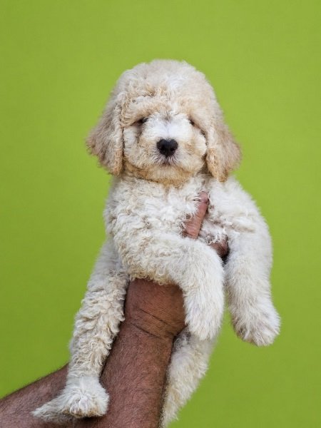 Lagoto Romanjolo (Lagotto Romagnolo)