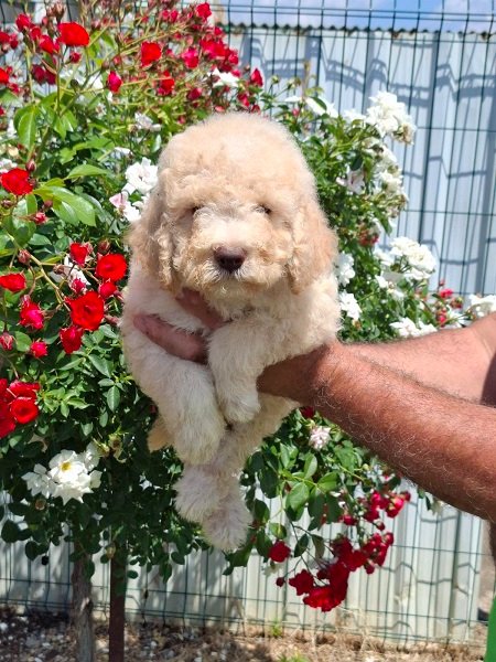 Lagoto Romanjolo (Lagotto Romagnolo)